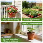 CarpetC 500+ Strawberry & Raspberry Seeds Mix for Planting - Red White Yellow Strawberry and Red Berry, Heirloom Non-GMO Fruit Seeds for Backyard, Patio Pots & Home Garden