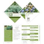 Proven Winners 2 Gal. Splendid! Blueberry Shrub