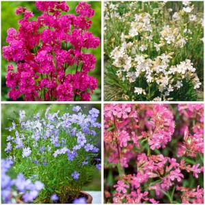 Mixrug 1000+ Rare Lychnis Viscaria Seeds for Planting,German Catchfly Seeds,Perennial Sticky Catchfly Seed Clammy Campion Ticky Stem with Vivid Pink Spikes, Drought Tolerant for Rock Gardens