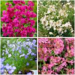 Mixrug 1000+ Rare Lychnis Viscaria Seeds for Planting,German Catchfly Seeds,Perennial Sticky Catchfly Seed Clammy Campion Ticky Stem with Vivid Pink Spikes, Drought Tolerant for Rock Gardens