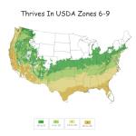 Proven Winners 2 Gal. Splendid! Blueberry Shrub