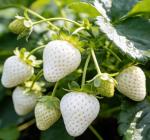 CarpetC 500+ Strawberry & Raspberry Seeds Mix for Planting - Red White Yellow Strawberry and Red Berry, Heirloom Non-GMO Fruit Seeds for Backyard, Patio Pots & Home Garden