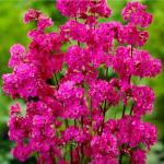 Mixrug 1000+ Rare Lychnis Viscaria Seeds for Planting,German Catchfly Seeds,Perennial Sticky Catchfly Seed Clammy Campion Ticky Stem with Vivid Pink Spikes, Drought Tolerant for Rock Gardens