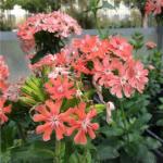 Mixrug 1000+ Rare Lychnis Viscaria Seeds for Planting,German Catchfly Seeds,Perennial Sticky Catchfly Seed Clammy Campion Ticky Stem with Vivid Pink Spikes, Drought Tolerant for Rock Gardens