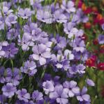 Mixrug 1000+ Rare Lychnis Viscaria Seeds for Planting,German Catchfly Seeds,Perennial Sticky Catchfly Seed Clammy Campion Ticky Stem with Vivid Pink Spikes, Drought Tolerant for Rock Gardens