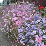 Mixrug 1000+ Rare Lychnis Viscaria Seeds for Planting,German Catchfly Seeds,Perennial Sticky Catchfly Seed Clammy Campion Ticky Stem with Vivid Pink Spikes, Drought Tolerant for Rock Gardens