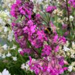 Mixrug 1000+ Rare Lychnis Viscaria Seeds for Planting,German Catchfly Seeds,Perennial Sticky Catchfly Seed Clammy Campion Ticky Stem with Vivid Pink Spikes, Drought Tolerant for Rock Gardens