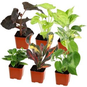 Indoor Plants Gift Set - 6 Live Houseplants