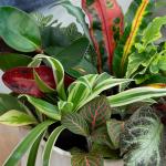 Indoor Plants Gift Set - 6 Live Houseplants