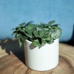 Indoor Plants Gift Set - 6 Live Houseplants