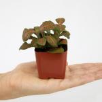 Indoor Plants Gift Set - 6 Live Houseplants