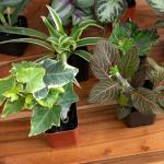 Indoor Plants Gift Set - 6 Live Houseplants