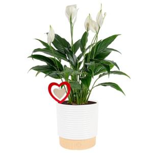 Costa Farms Peace Lily Live Plant in Decorative Pot, Air Purifying Flowering Indoor Houseplant, Perfect for Home, Room, or Office Decor, Great House Warming or Birthday Gift, 14-24 Inches Tall