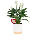 Costa Farms Peace Lily Live Plant in Decorative Pot, Air Purifying Flowering Indoor Houseplant, Perfect for Home, Room, or Office Decor, Great House Warming or Birthday Gift, 14-24 Inches Tall