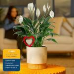 Costa Farms Peace Lily Live Plant in Decorative Pot, Air Purifying Flowering Indoor Houseplant, Perfect for Home, Room, or Office Decor, Great House Warming or Birthday Gift, 14-24 Inches Tall