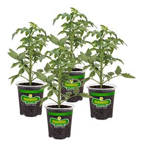 Bonnie Plants Better Boy Tomato: 4 Pack Live Vegetable Plants, Disease Resistant, Large 16 oz Fruit Size, Non-GMO, Red