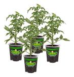 Bonnie Plants Better Boy Tomato: 4 Pack Live Vegetable Plants, Disease Resistant, Large 16 oz Fruit Size, Non-GMO, Red