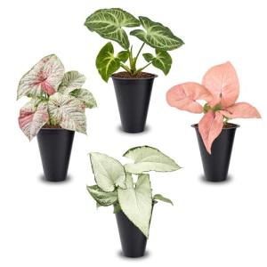 Syngonium Plant Collection (4 Pack) Live Starter Plants, Batik, Holly M, Milk Confetti, Neon Robusta, Rare Indoor Houseplants, Easy Care Arrowhead Vine Plants Live