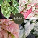 Syngonium Plant Collection (4 Pack) Live Starter Plants, Batik, Holly M, Milk Confetti, Neon Robusta, Rare Indoor Houseplants, Easy Care Arrowhead Vine Plants Live