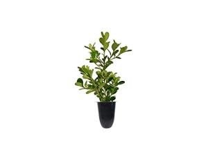 Japanese Boxwood | 10 Live Plants | Buxus Microphylla | Evergreen Shrub, Low Maintenance, Ideal for Hedges, Dense Foliage, Perfect for Borders, Hardy Versatile Landscaping