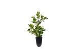 Japanese Boxwood | 10 Live Plants | Buxus Microphylla | Evergreen Shrub, Low Maintenance, Ideal for Hedges, Dense Foliage, Perfect for Borders, Hardy Versatile Landscaping