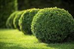 Japanese Boxwood | 10 Live Plants | Buxus Microphylla | Evergreen Shrub, Low Maintenance, Ideal for Hedges, Dense Foliage, Perfect for Borders, Hardy Versatile Landscaping