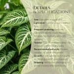 Syngonium Plant Collection (4 Pack) Live Starter Plants, Batik, Holly M, Milk Confetti, Neon Robusta, Rare Indoor Houseplants, Easy Care Arrowhead Vine Plants Live