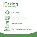 Bonnie Plants Better Boy Tomato: 4 Pack Live Vegetable Plants, Disease Resistant, Large 16 oz Fruit Size, Non-GMO, Red