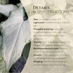 Syngonium Plant Collection (4 Pack) Live Starter Plants, Batik, Holly M, Milk Confetti, Neon Robusta, Rare Indoor Houseplants, Easy Care Arrowhead Vine Plants Live