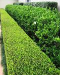 Japanese Boxwood | 10 Live Plants | Buxus Microphylla | Evergreen Shrub, Low Maintenance, Ideal for Hedges, Dense Foliage, Perfect for Borders, Hardy Versatile Landscaping