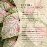 Syngonium Plant Collection (4 Pack) Live Starter Plants, Batik, Holly M, Milk Confetti, Neon Robusta, Rare Indoor Houseplants, Easy Care Arrowhead Vine Plants Live