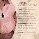 Syngonium Plant Collection (4 Pack) Live Starter Plants, Batik, Holly M, Milk Confetti, Neon Robusta, Rare Indoor Houseplants, Easy Care Arrowhead Vine Plants Live