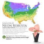 Syngonium Plant Collection (4 Pack) Live Starter Plants, Batik, Holly M, Milk Confetti, Neon Robusta, Rare Indoor Houseplants, Easy Care Arrowhead Vine Plants Live