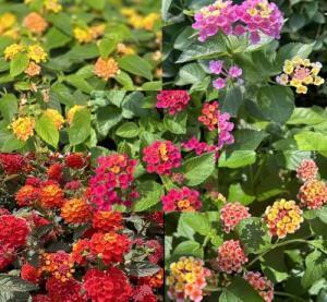 Lantana Camara Live Plants - Attract Hummingbirds & Butterflies