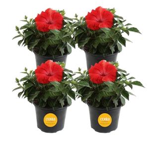 Costa Farms Live Premium Hibiscus Outdoor Plant in 1 QT Grower Pot, 13-Inches Tall, Red Flowers