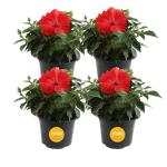Costa Farms Live Premium Hibiscus Outdoor Plant in 1 QT Grower Pot, 13-Inches Tall, Red Flowers