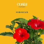 Costa Farms Live Premium Hibiscus Outdoor Plant in 1 QT Grower Pot, 13-Inches Tall, Red Flowers