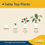 Costa Farms Live Premium Hibiscus Outdoor Plant in 1 QT Grower Pot, 13-Inches Tall, Red Flowers