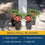 Costa Farms Live Premium Hibiscus Outdoor Plant in 1 QT Grower Pot, 13-Inches Tall, Red Flowers