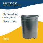 Costa Farms Live Premium Hibiscus Outdoor Plant in 1 QT Grower Pot, 13-Inches Tall, Red Flowers