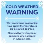 Easy to Grow Houseplants (12 Pack) Live House Plants in Plant Containers, Growers Choice Plant Set in Planters with Potting Soil Mix, Home Décor Planting Kit or Outdoor Garden Gifts by Plants for Pets