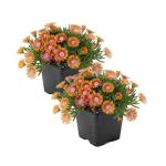 Live Delosperma Ice Plant 2-Pack – Fire Spinner – Drought Tolerant Groundcover Perennial, 6” Tall, 1 Qt Pot