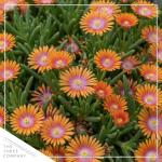Live Delosperma Ice Plant 2-Pack – Fire Spinner – Drought Tolerant Groundcover Perennial, 6” Tall, 1 Qt Pot