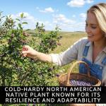 2 Downy Serviceberry Bush Plants for Growing - (Amelanchier arborea) Juneberry Bushes (2 Seedlings) - Hardy Edible Berry Shrubs for Backyard Gardens, Pollinator-Friendly, White Flowers