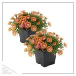 Live Delosperma Ice Plant 2-Pack – Fire Spinner – Drought Tolerant Groundcover Perennial, 6” Tall, 1 Qt Pot