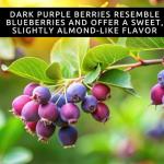 2 Downy Serviceberry Bush Plants for Growing - (Amelanchier arborea) Juneberry Bushes (2 Seedlings) - Hardy Edible Berry Shrubs for Backyard Gardens, Pollinator-Friendly, White Flowers