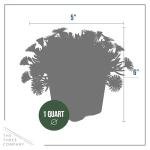 Live Delosperma Ice Plant 2-Pack – Fire Spinner – Drought Tolerant Groundcover Perennial, 6” Tall, 1 Qt Pot