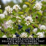 2 Downy Serviceberry Bush Plants for Growing - (Amelanchier arborea) Juneberry Bushes (2 Seedlings) - Hardy Edible Berry Shrubs for Backyard Gardens, Pollinator-Friendly, White Flowers