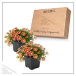 Live Delosperma Ice Plant 2-Pack – Fire Spinner – Drought Tolerant Groundcover Perennial, 6” Tall, 1 Qt Pot