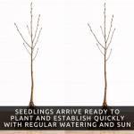 2 Downy Serviceberry Bush Plants for Growing - (Amelanchier arborea) Juneberry Bushes (2 Seedlings) - Hardy Edible Berry Shrubs for Backyard Gardens, Pollinator-Friendly, White Flowers